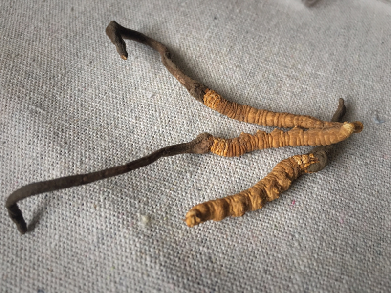 精品甘南直销虫草（冬虫夏草）中通包邮。
