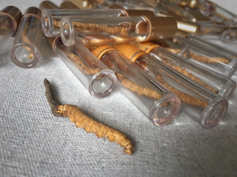 精品甘南直销虫草（冬虫夏草）中通包邮。