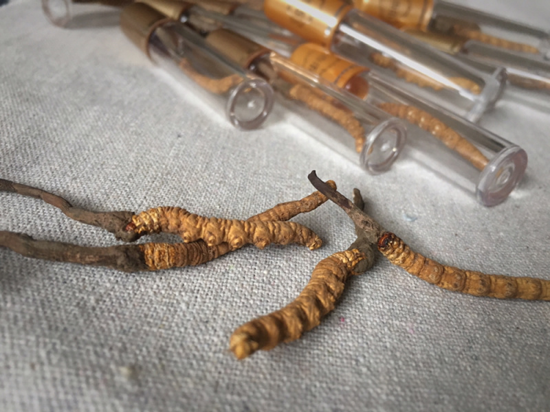 精品甘南直销虫草（冬虫夏草）中通包邮。