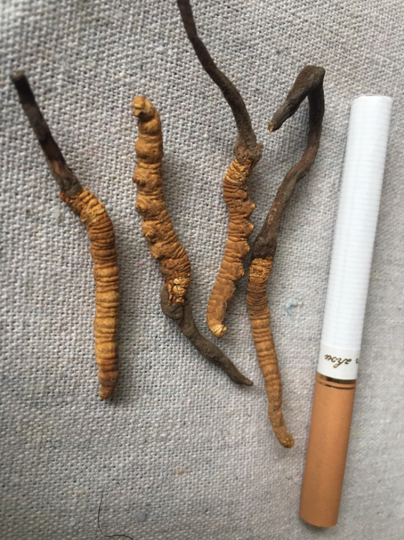 精品甘南直销虫草（冬虫夏草）中通包邮。