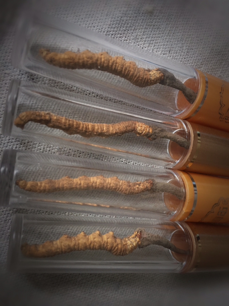 精品甘南直销虫草（冬虫夏草）中通包邮。