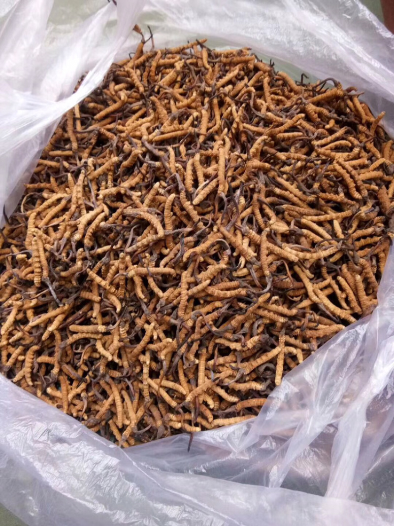 精品甘南直销虫草（冬虫夏草）中通包邮。