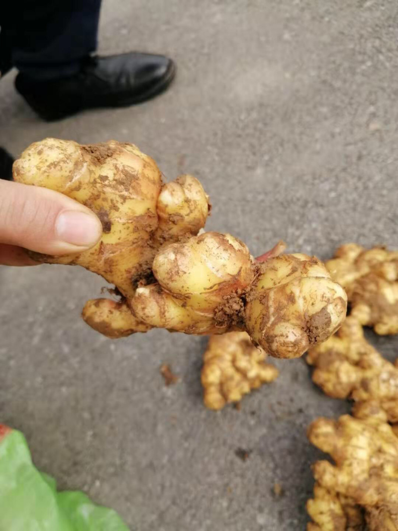 贵州小黄姜