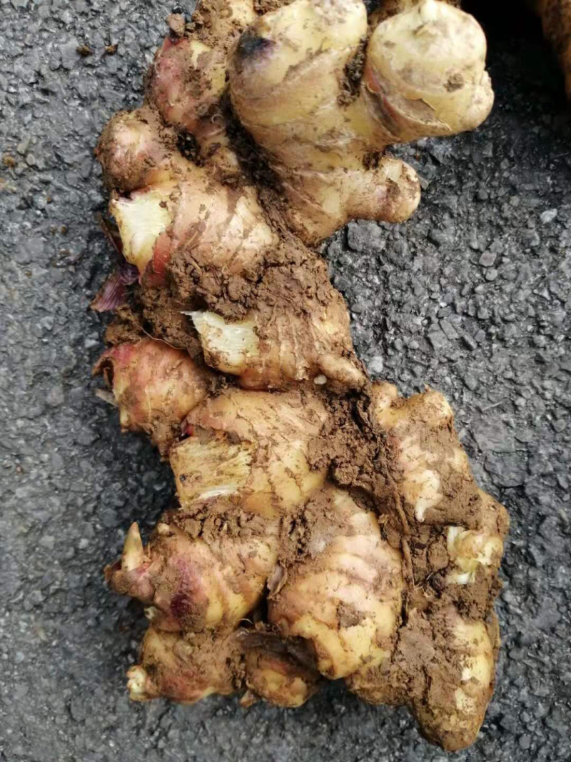贵州小黄姜