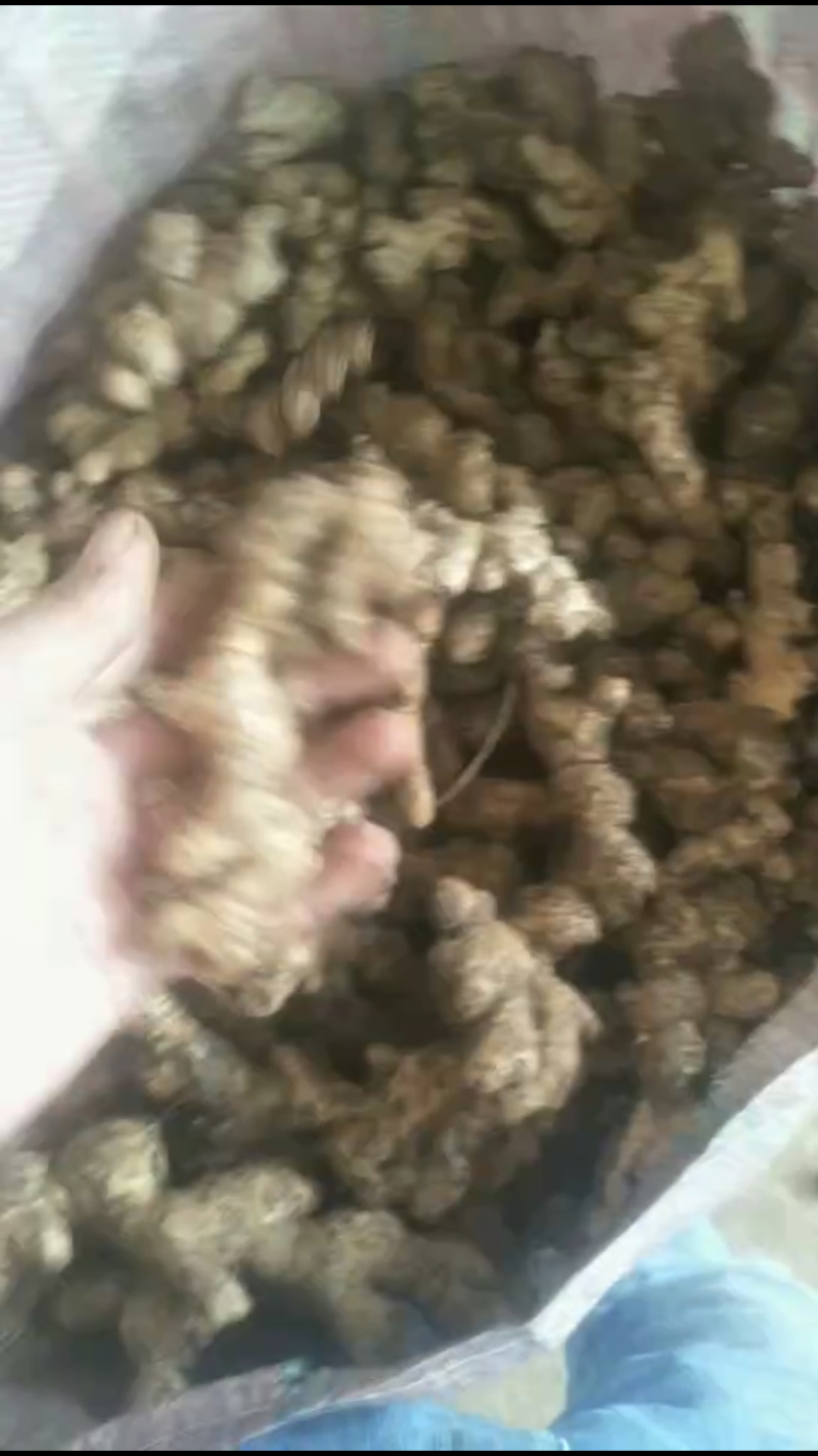 贵州小黄姜