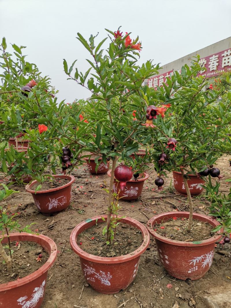 基地直销石榴树盆景适合南北室内外种植