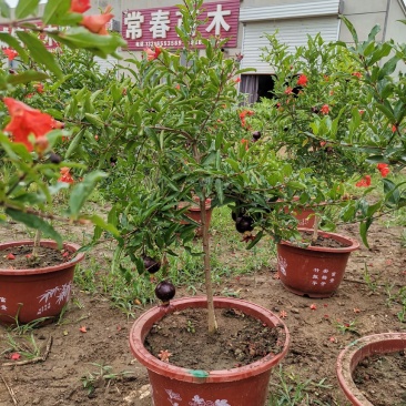 基地直销石榴树盆景适合南北室内外种植