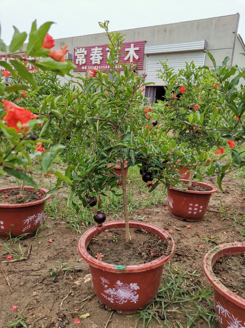 基地直销石榴树盆景适合南北室内外种植