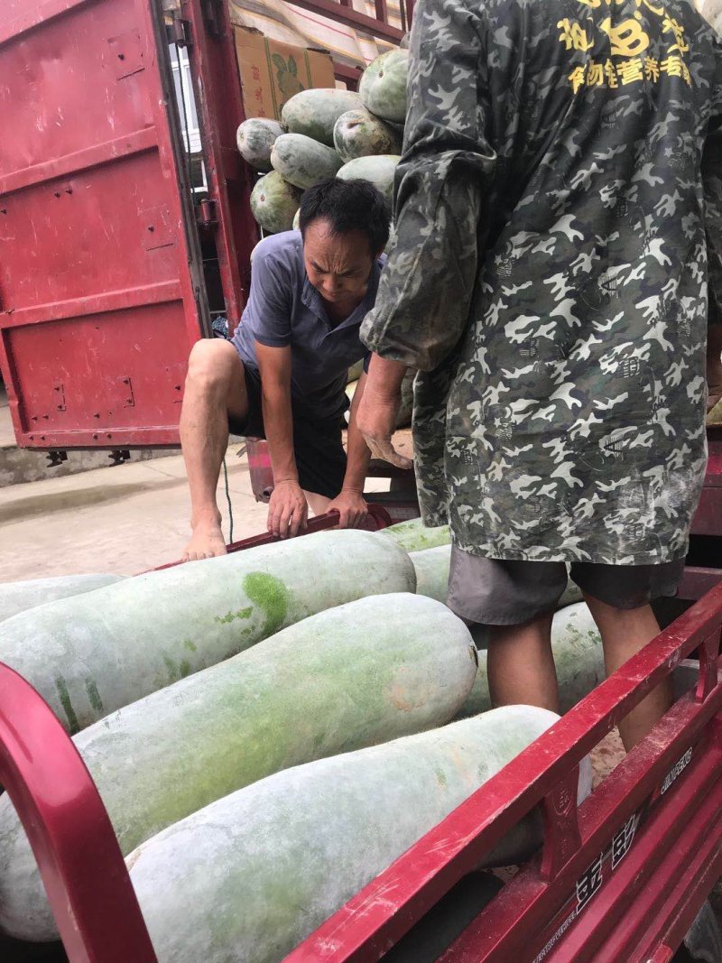 精品白皮冬瓜，产地直发，价格优惠，品质保证，一条龙服务
