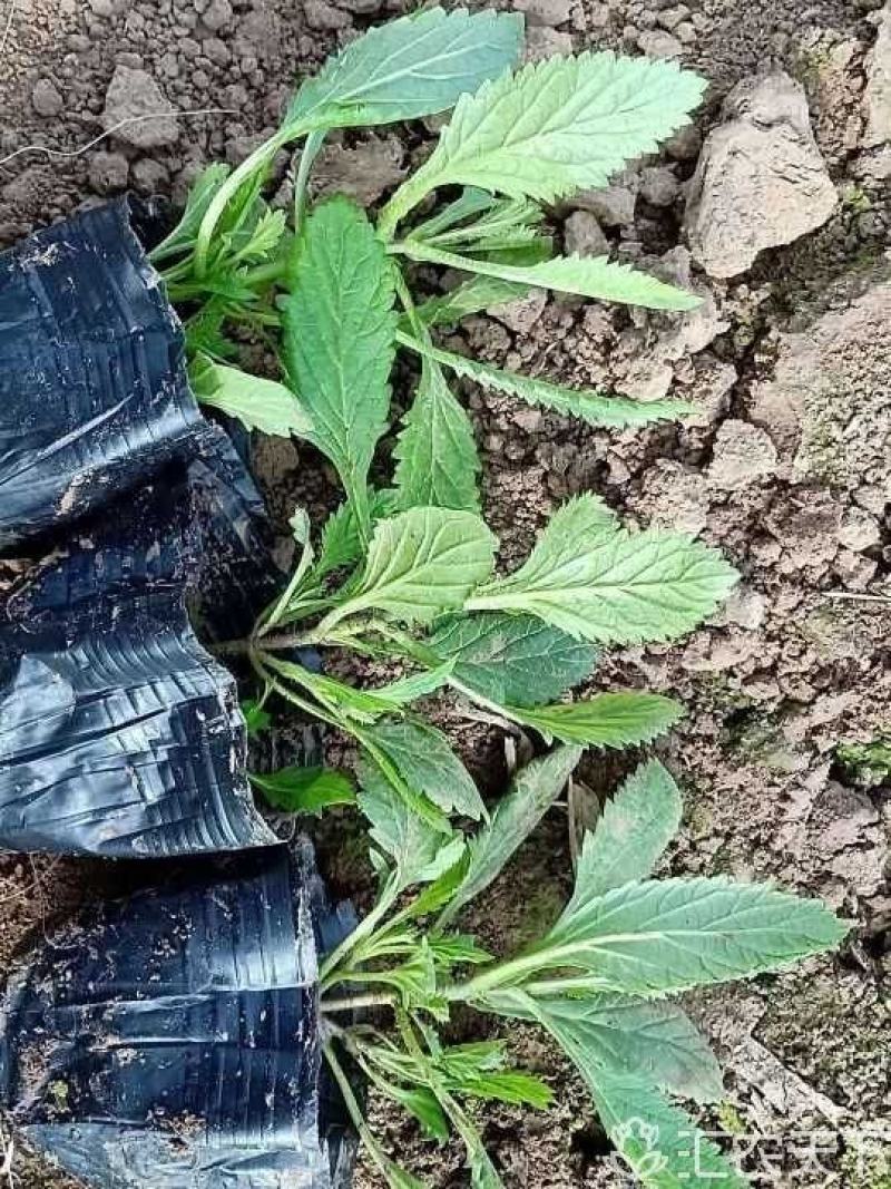 花海专用，基地特价供应多芽马鞭草