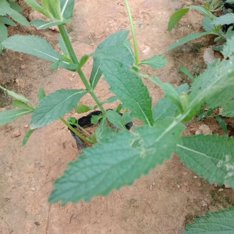 花海专用，基地特价供应多芽马鞭草