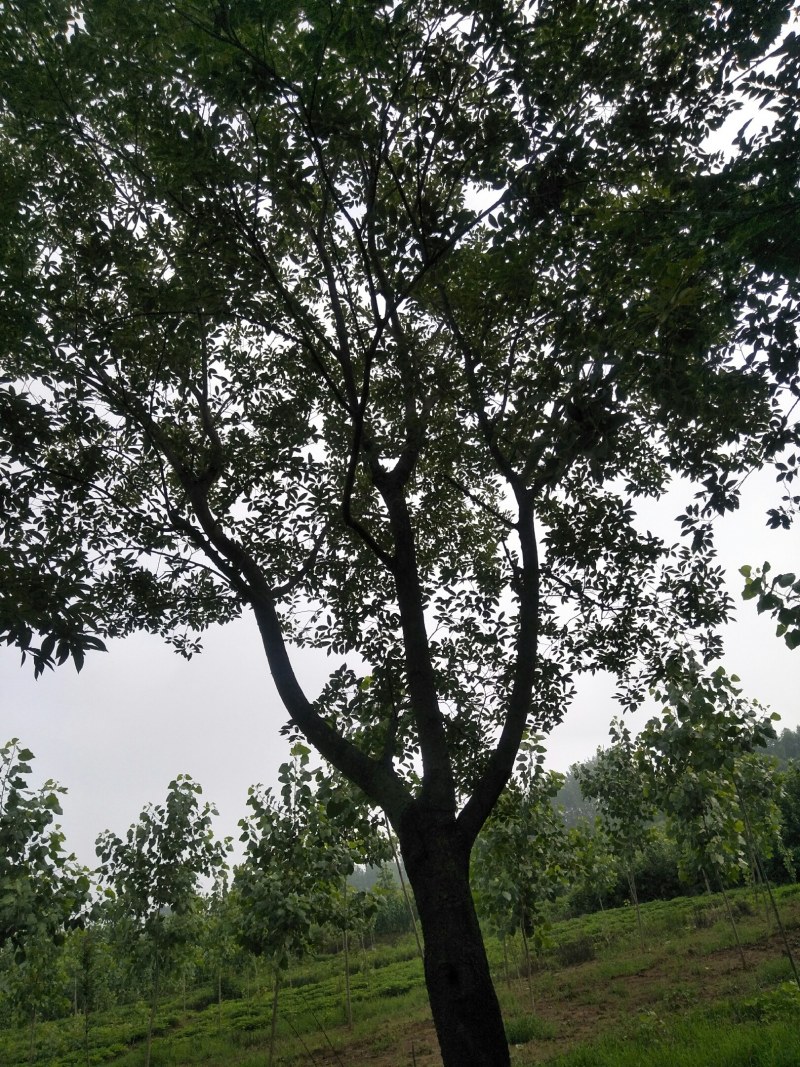 自家种植苗木放养山羊全部出售