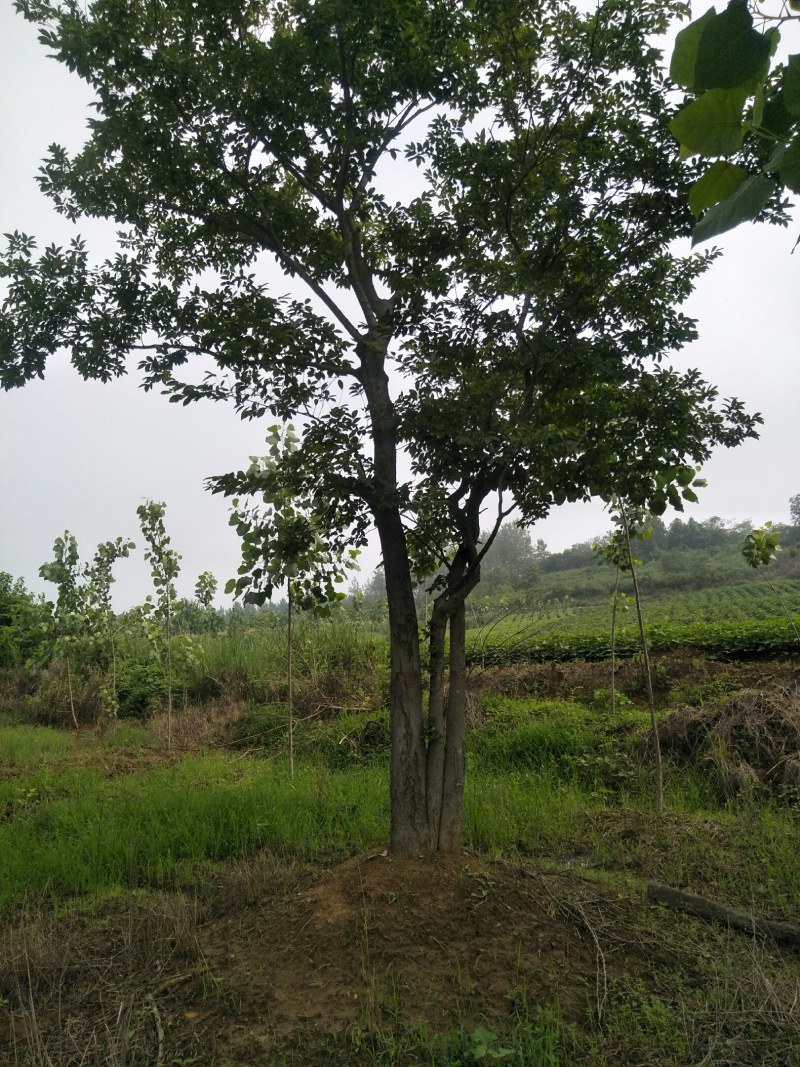 自家种植苗木放养山羊全部出售