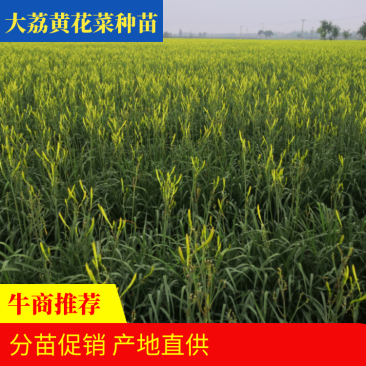 大荔黄花菜种苗，沙苑大白条精货，产地现挖现分特价精品