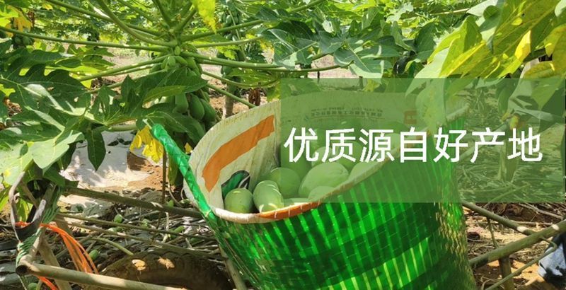 海南红心木瓜，冰糖牛奶木瓜果园直销，长期代办