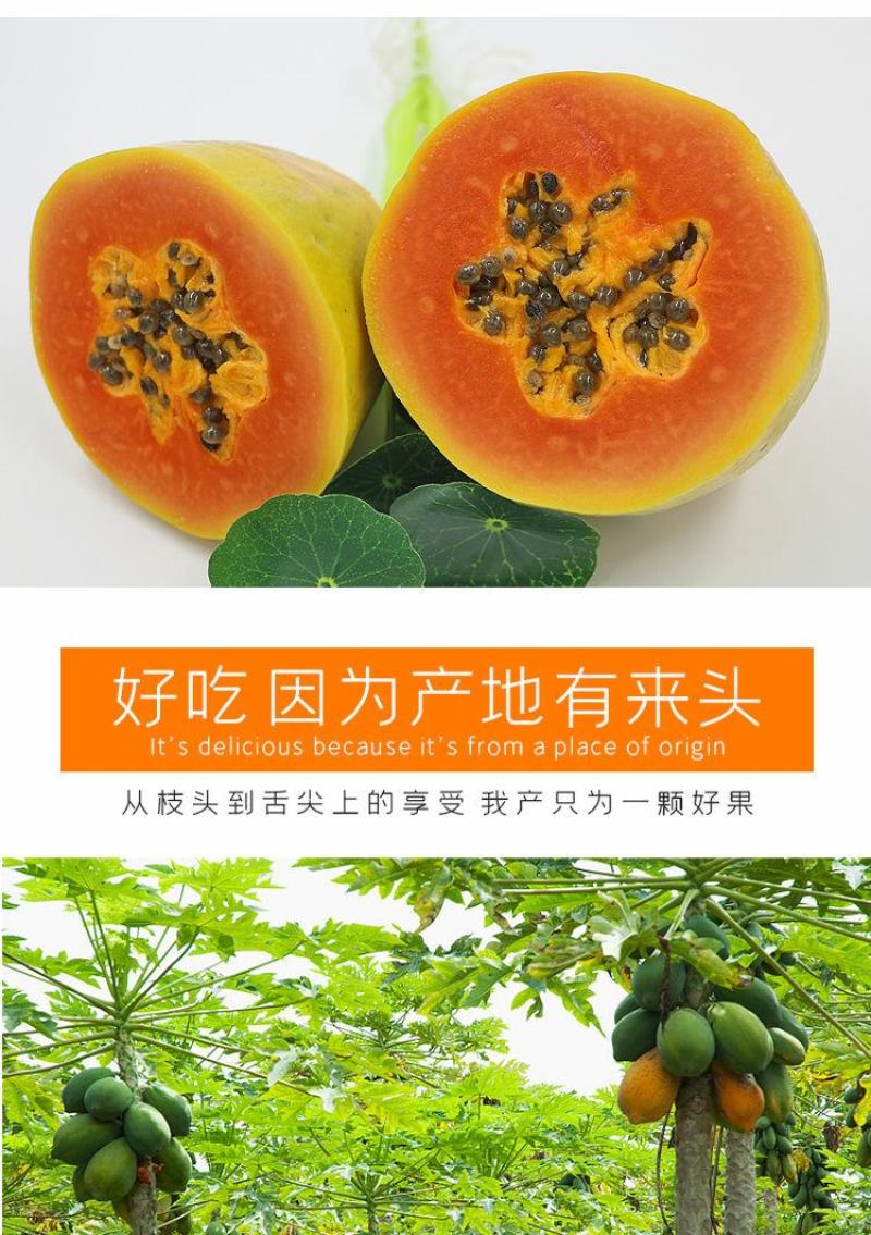 海南红心木瓜，冰糖牛奶木瓜果园直销，长期代办