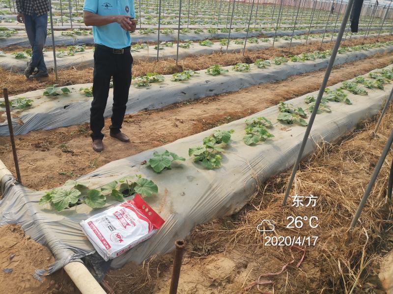 大量元素水溶肥高钾12-8-40，以色列雅翠凯普乐进口