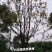 18-60公分骨架移植香樟丛生香樟多杆香樟多头香樟
