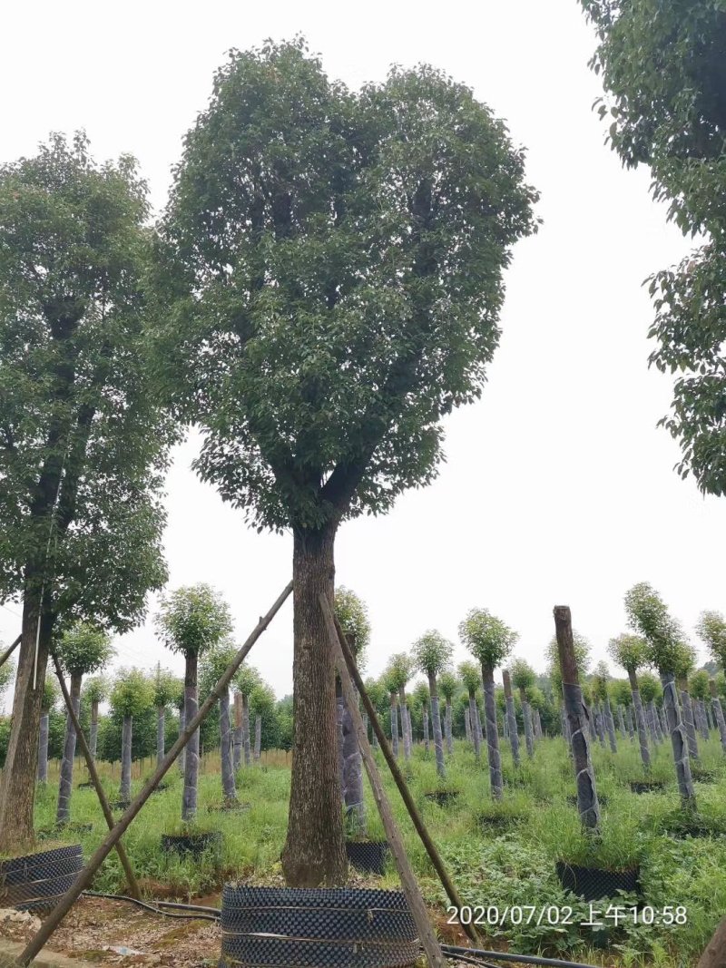 18-60公分骨架移植香樟丛生香樟多杆香樟多头香樟