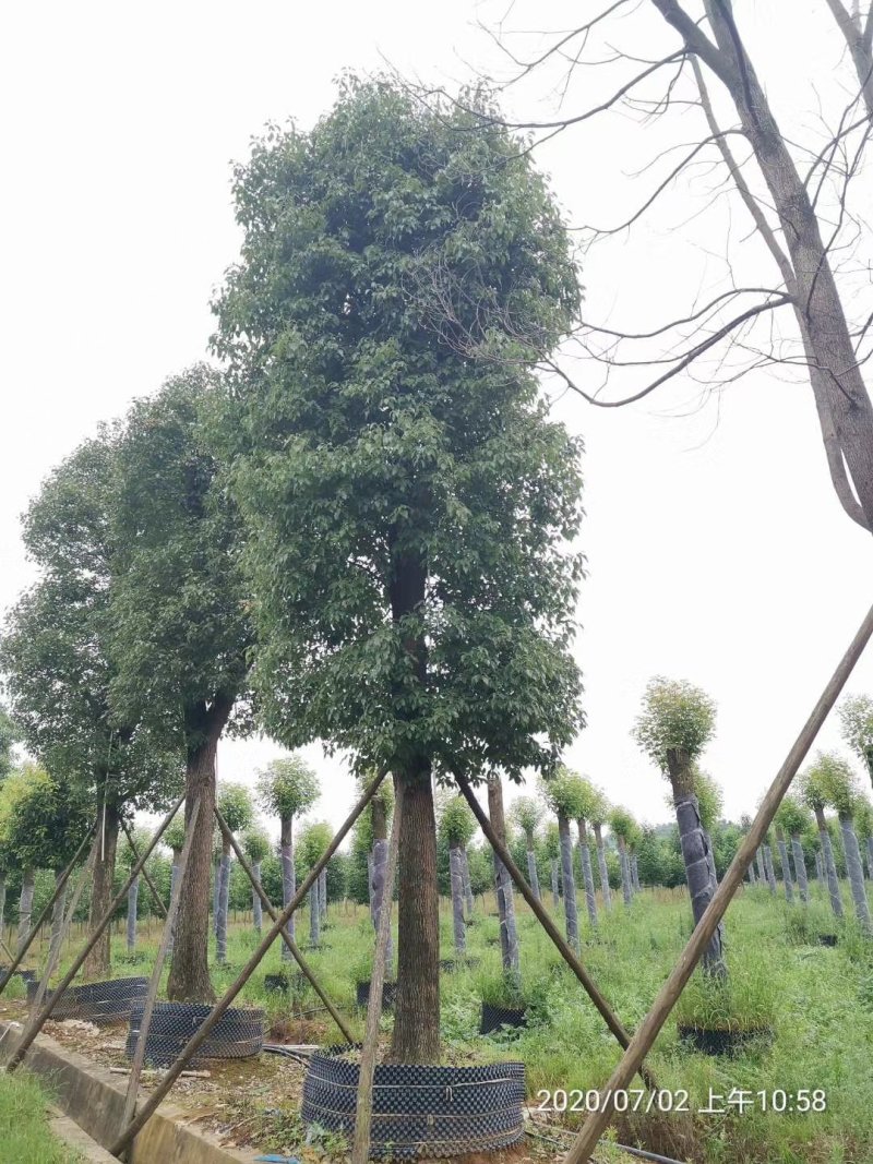 18-60公分骨架移植香樟丛生香樟多杆香樟多头香樟