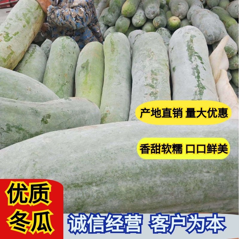 精品白皮冬瓜，产地直发，价格优惠，品质保证，一条龙服务
