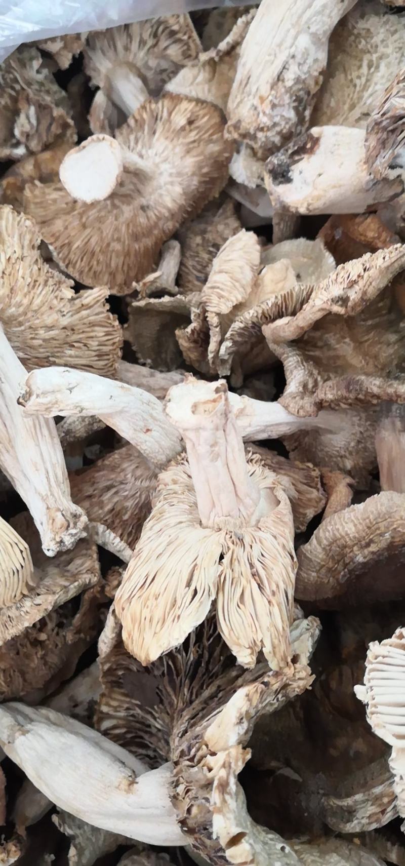 伏牛山脉身干无杂产地直发精选优质野生青头菌系列