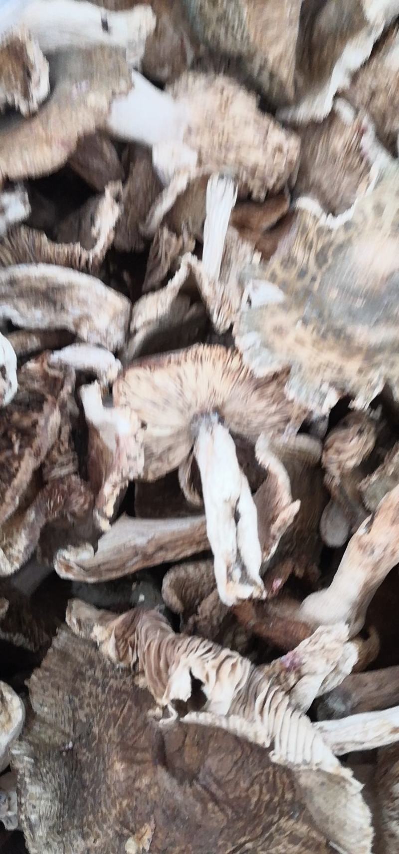 伏牛山脉身干无杂产地直发精选优质野生青头菌系列