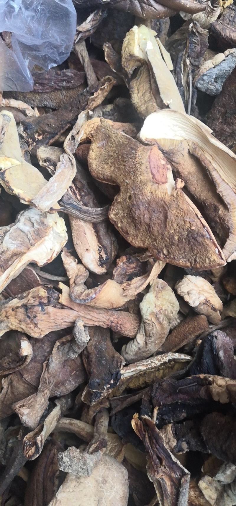 伏牛山脉身干无杂产地直发精选优质野生青头菌系列
