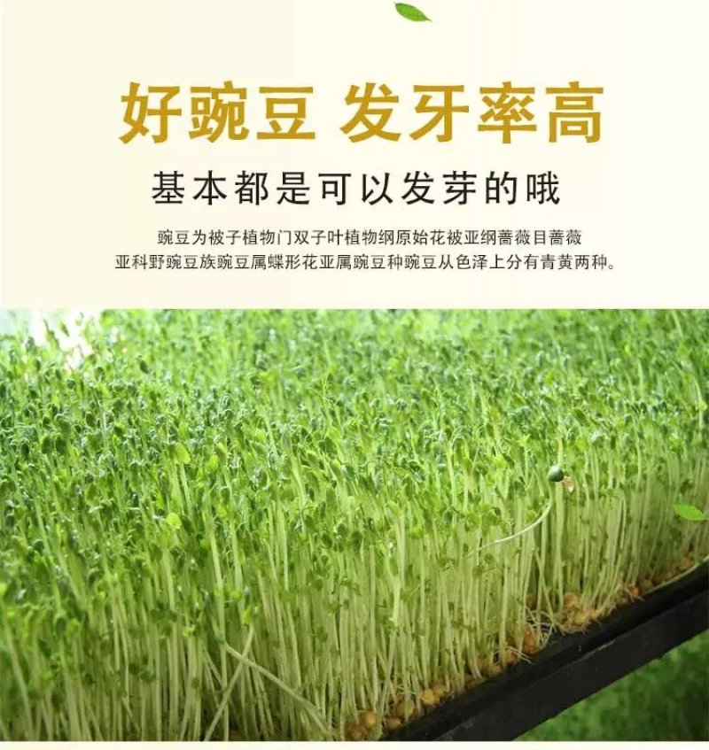 红白豌豆大粒干豌豆精选过筛重庆小面适用新鲜上市过6.7筛