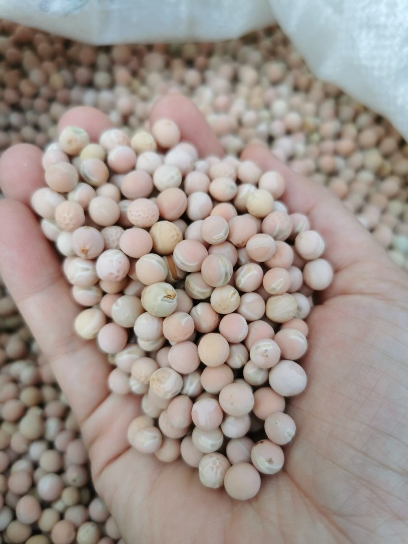 红白豌豆大粒干豌豆精选过筛重庆小面适用新鲜上市过6.7筛