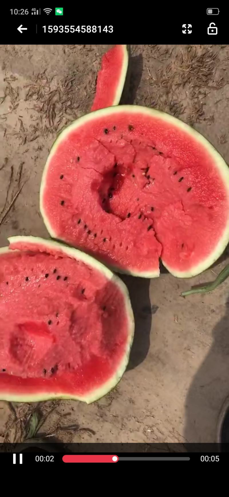 大量供应平度明村白花皮西瓜