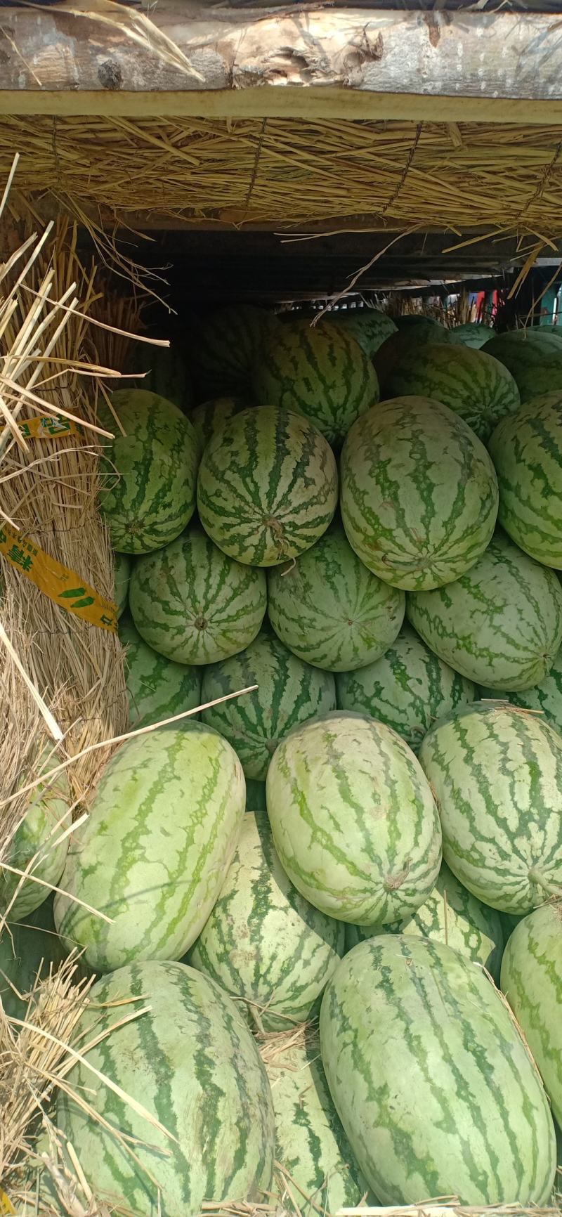 大量供应平度明村白花皮西瓜