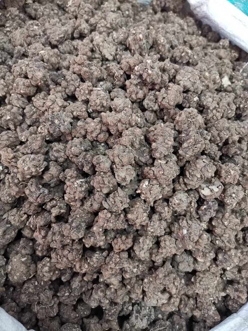 猫爪草全干猫爪草规格齐全产地一手货源可供大货