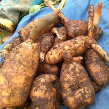 天麻野生、培植无硫个子片子