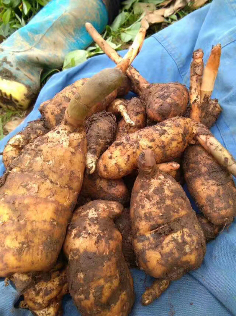 天麻野生、培植无硫个子片子
