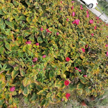 精品芙蓉葵，芙蓉葵双色杯，高30-40，冠30-40