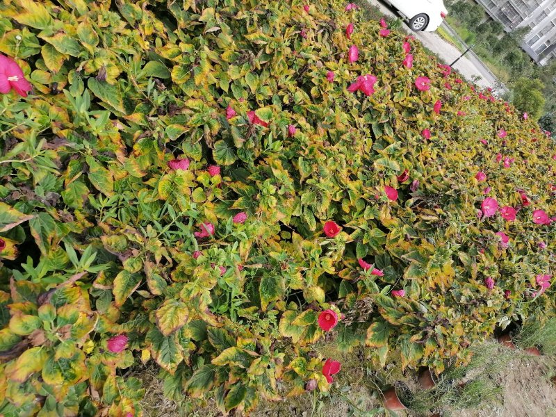 精品芙蓉葵，芙蓉葵双色杯，高30-40，冠30-40