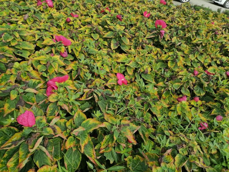 精品芙蓉葵，芙蓉葵双色杯，高30-40，冠30-40