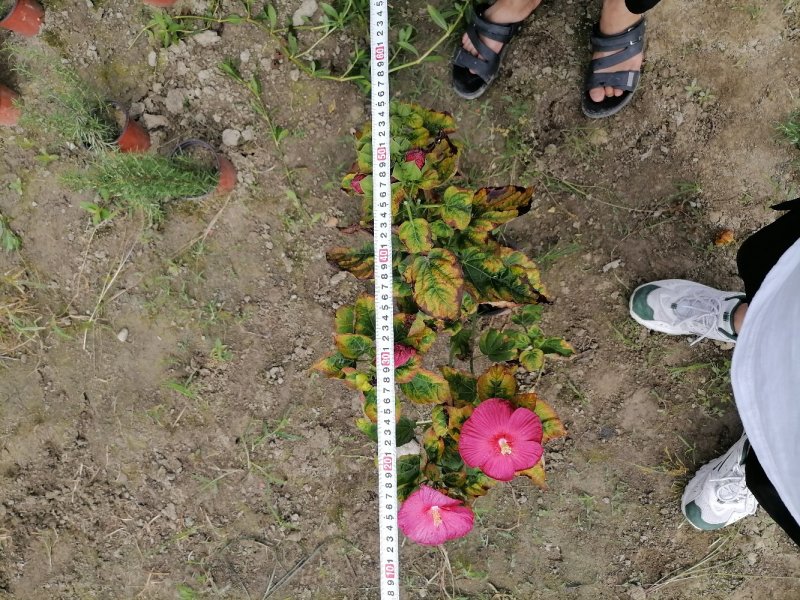精品芙蓉葵，芙蓉葵双色杯，高30-40，冠30-40