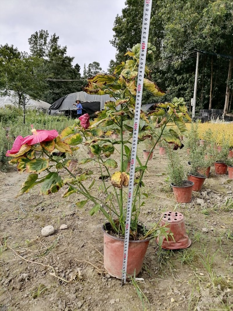 精品芙蓉葵，芙蓉葵双色杯，高30-40，冠30-40