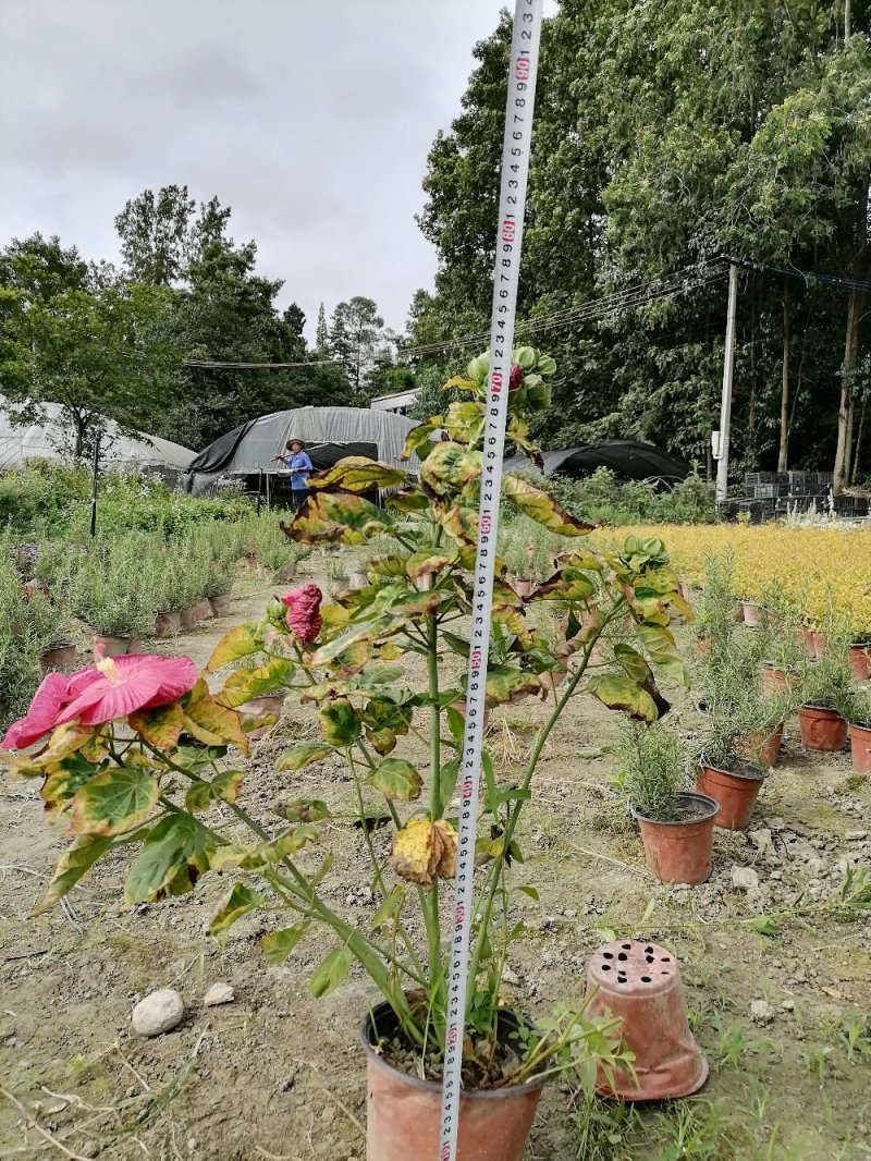 精品芙蓉葵，芙蓉葵双色杯，高30-40，冠30-40
