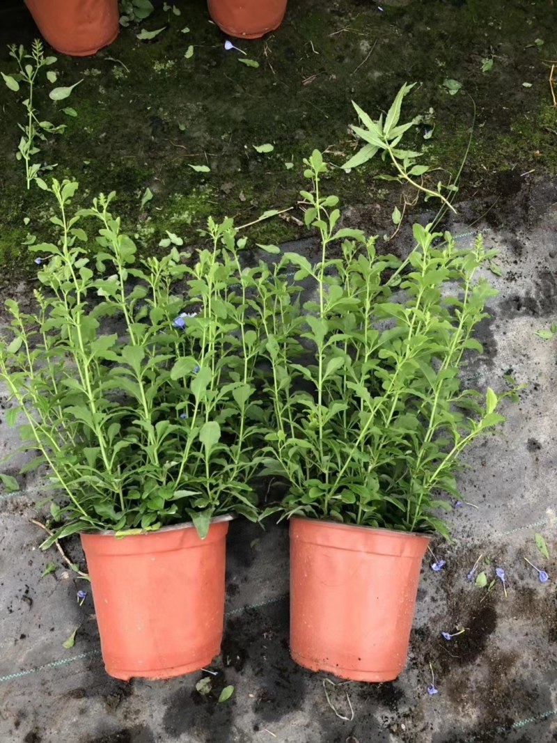 蓝雪花杯苗双色杯20-30高。冠幅20公分左右