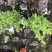 蓝雪花杯苗双色杯20-30高。冠幅20公分左右