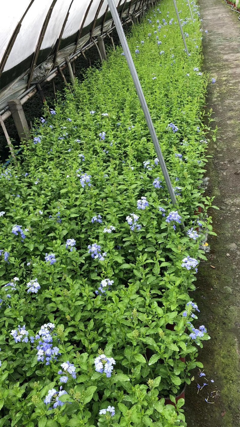 蓝雪花杯苗双色杯20-30高。冠幅20公分左右