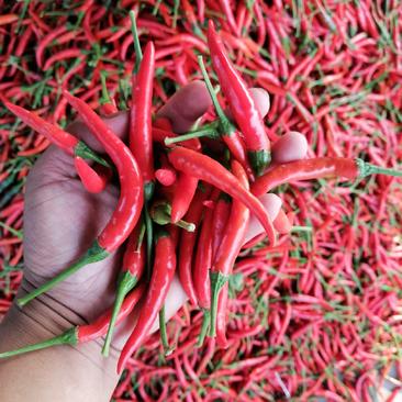 精品艳红小米椒大量上市中，质优价廉，产地直供