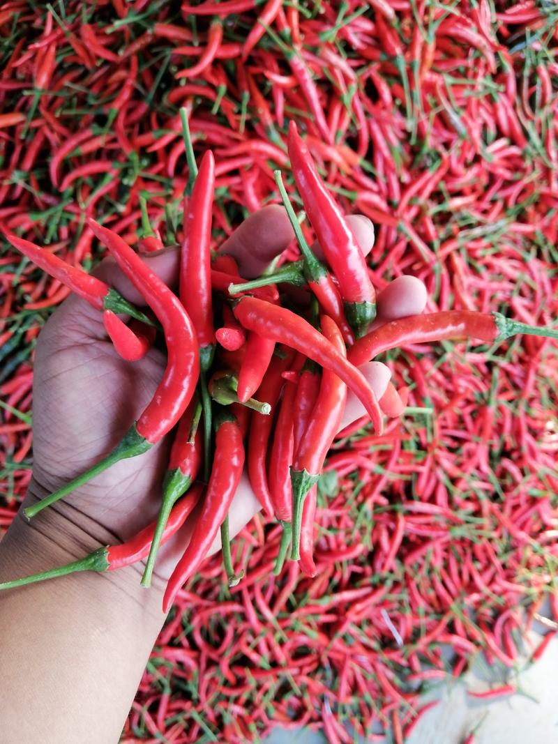 精品艳红小米椒大量上市中，质优价廉，产地直供