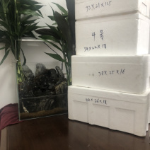 山东泡沫箱蔬菜箱邮政箱海鲜箱水果箱大量现货