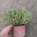 出售碰碰香，碰碰香杯苗，