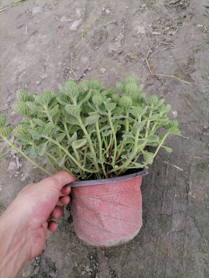 出售碰碰香，碰碰香杯苗，