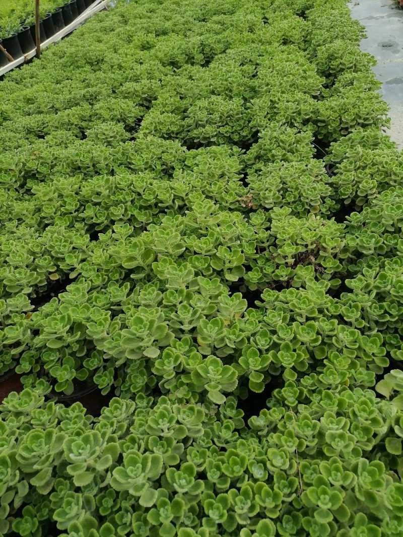 出售碰碰香，碰碰香杯苗，